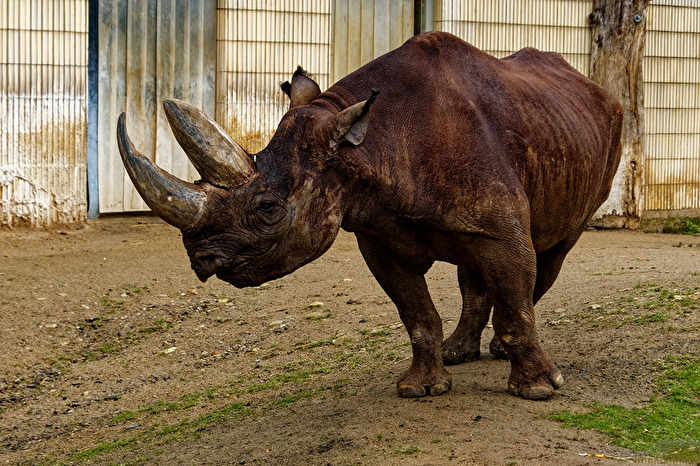 Nashorn