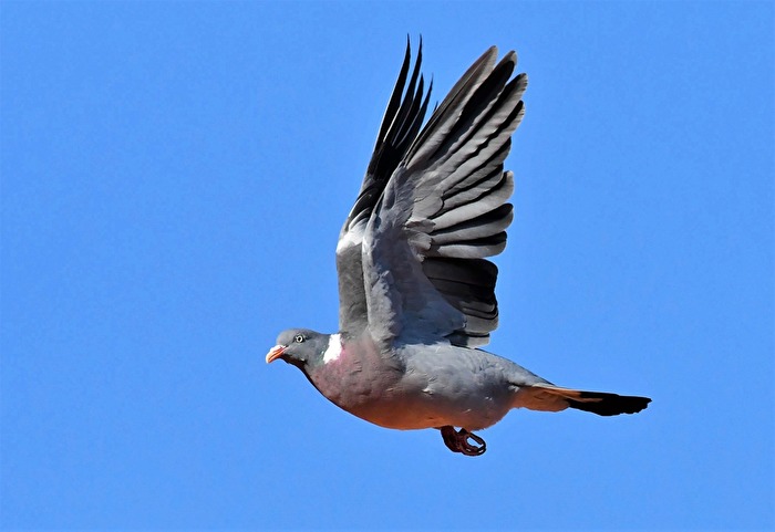 " Friedens - Vogel "