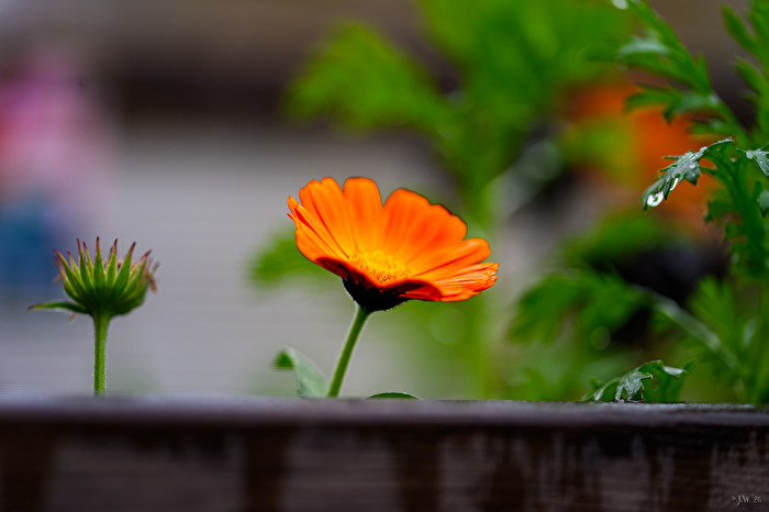 Blüte nach dem Regen