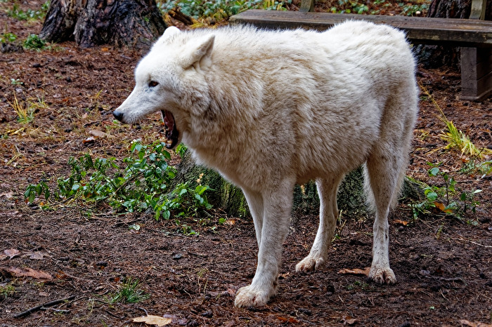 Polarwolf