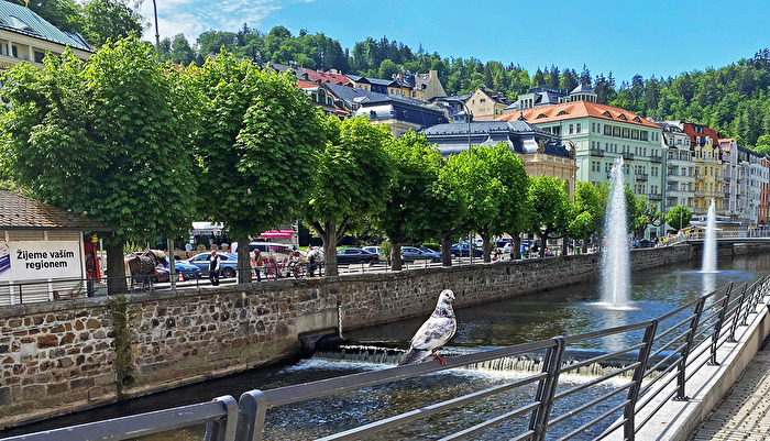 Taube am Fluss
