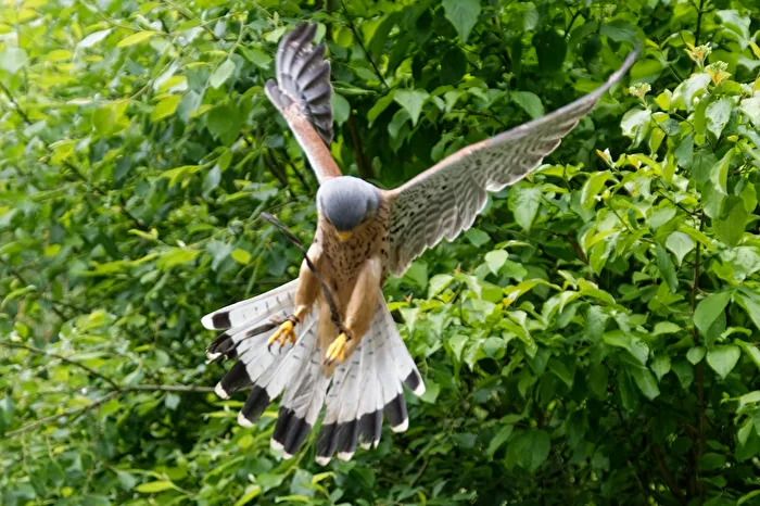 Kestrel
