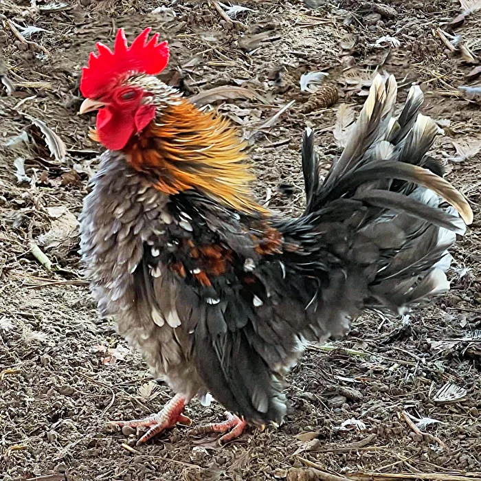 nochmal der Hahn (korrigiert) / Vögel