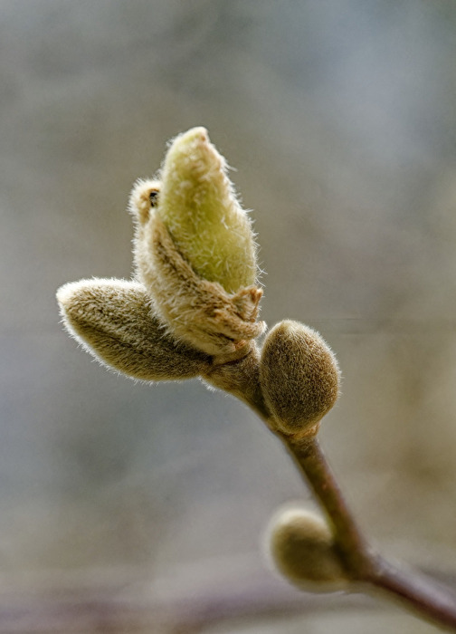 Magnolien