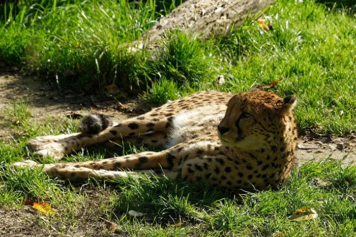 Cheetah