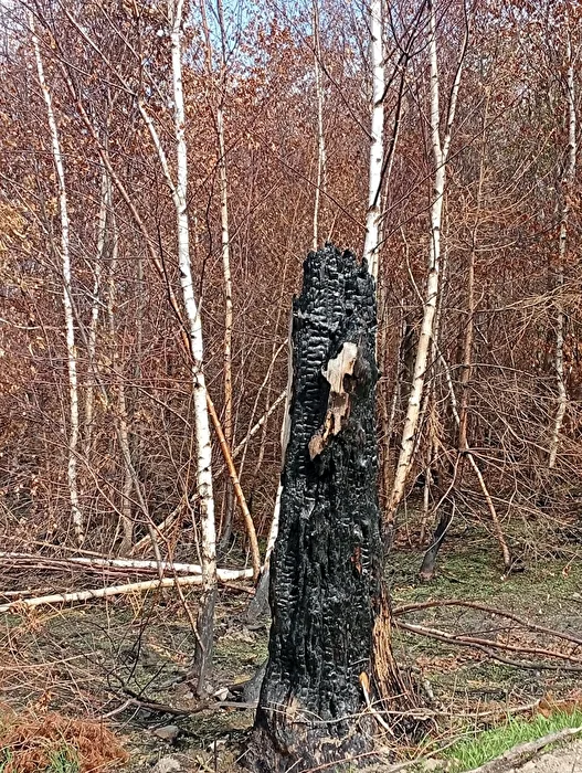 Brand im Hürtgenwald