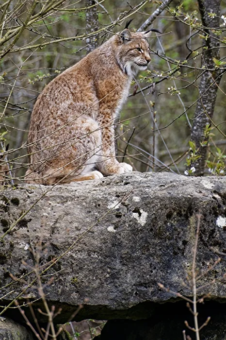 Lynx