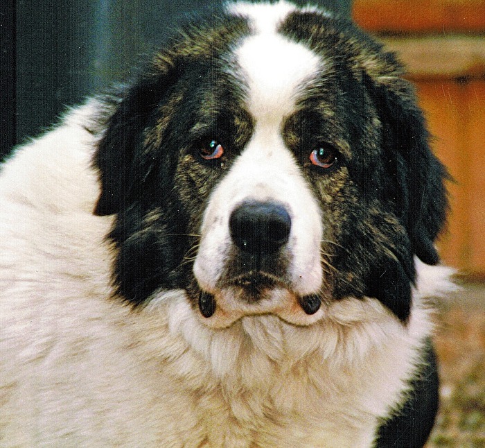 Herdenschutzhund