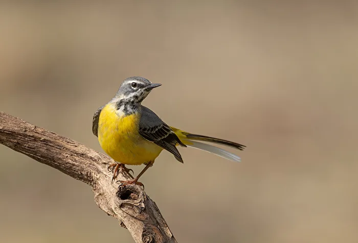 Gebirgsstelze  (Motacilla cinerea)