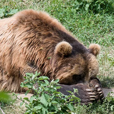 Siesta