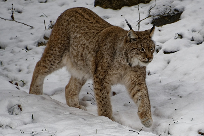 Luchs