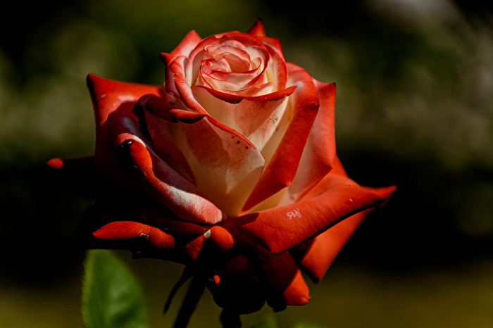 Rosenblüte