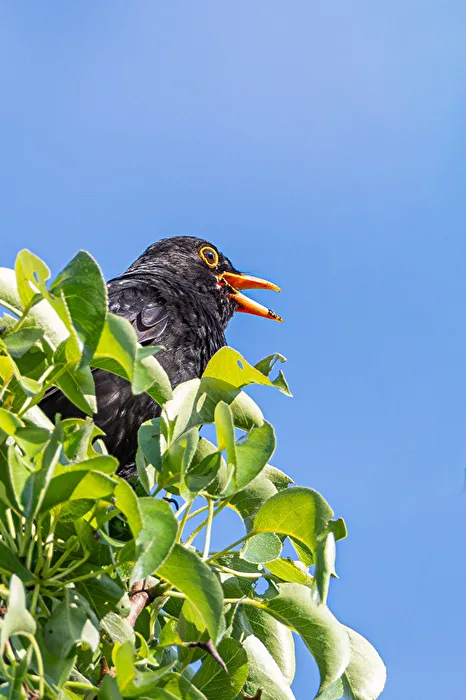 Der Gesang der Amsel...