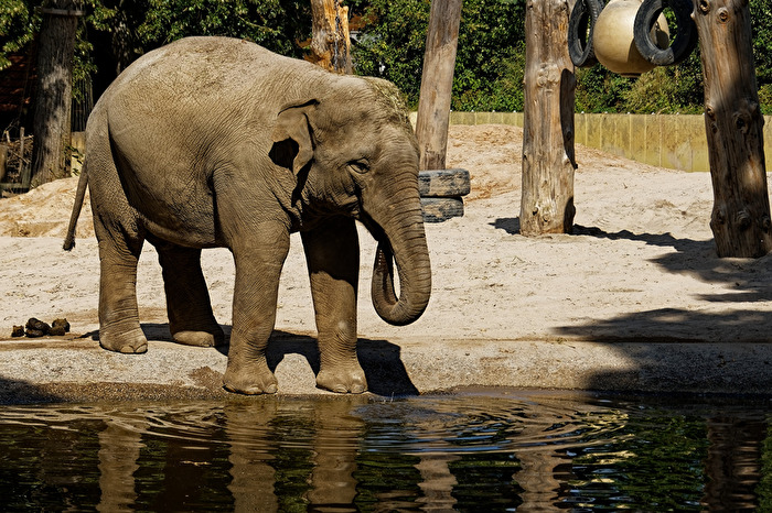 Elefant