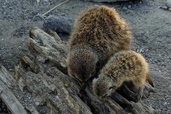 Meerkat