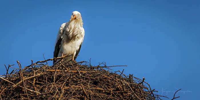 Wächter des Horstes