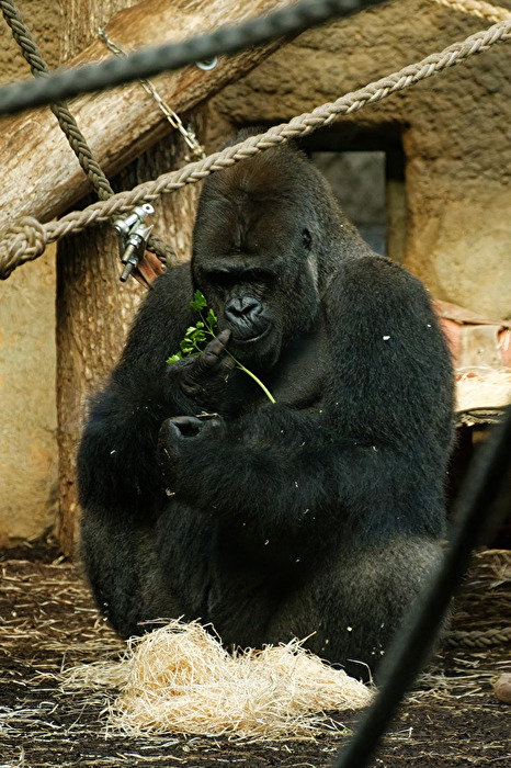 Gorilla
