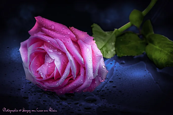 Rose Greeting...