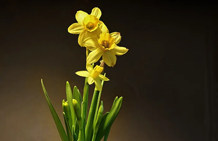 Frühling  -  Narzissen, sie gehören einfach dazu