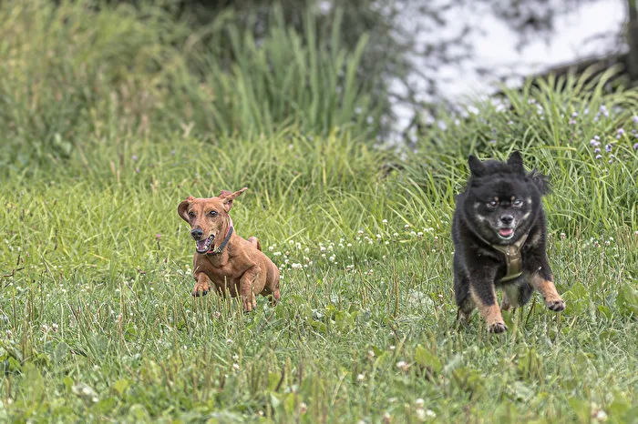 Mein 1. Fotoshooting mit dem Hund . . .