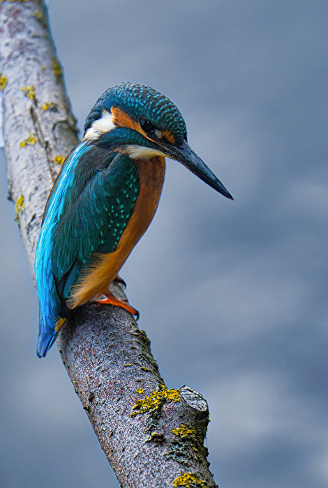 Eisvogel im Hochformat