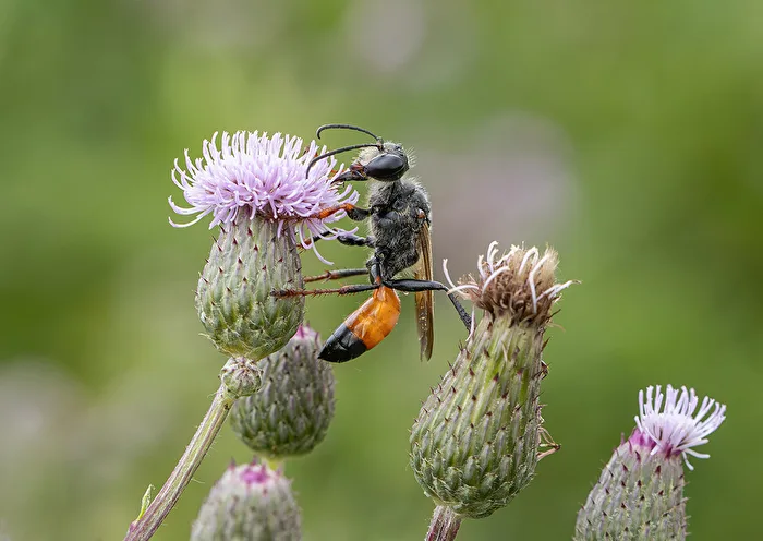 Gemeine Sandwespe Red-banded Sand Wasp
