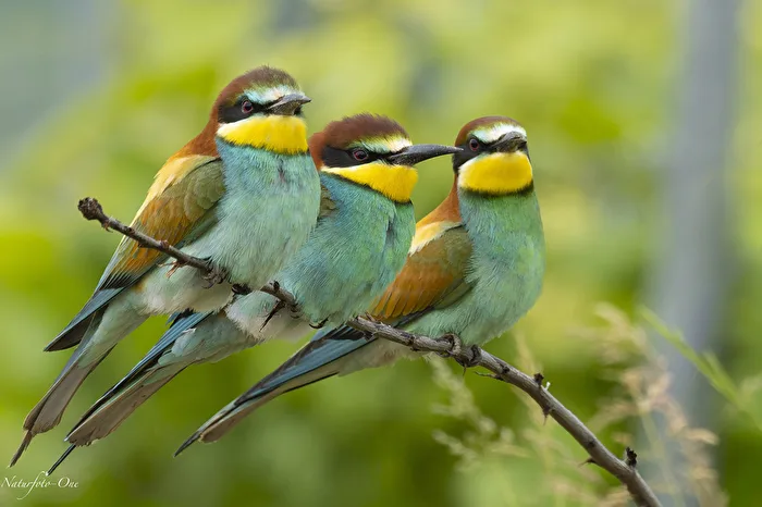 Three-pack