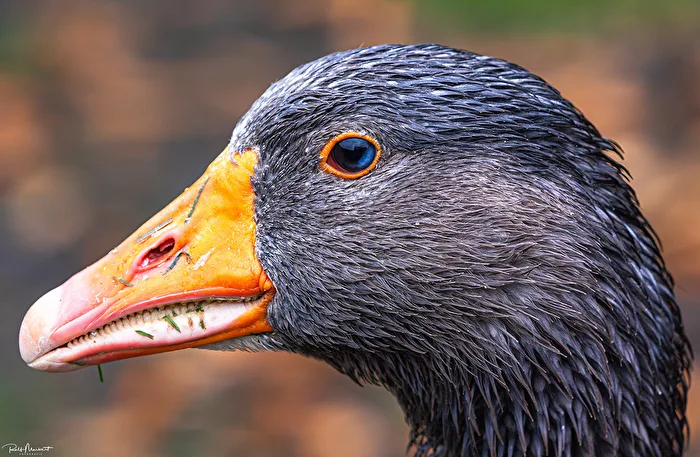 nur eine Gans