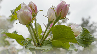 Apfelblüte (Boskoop)