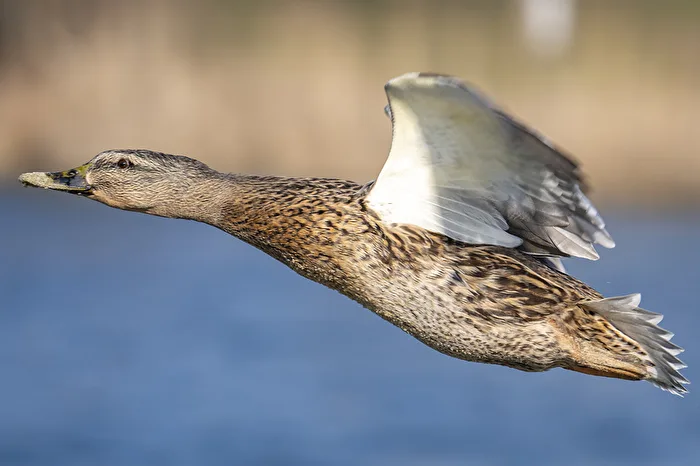 Ente