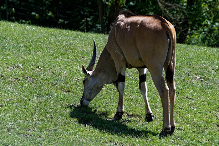 Elenantilope