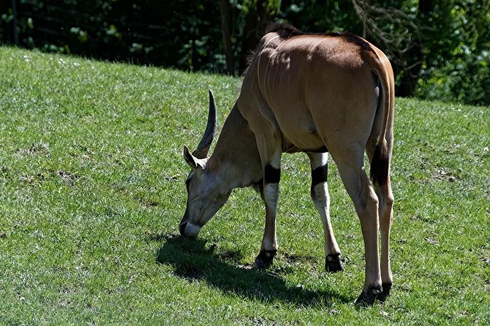 Eland Antelope