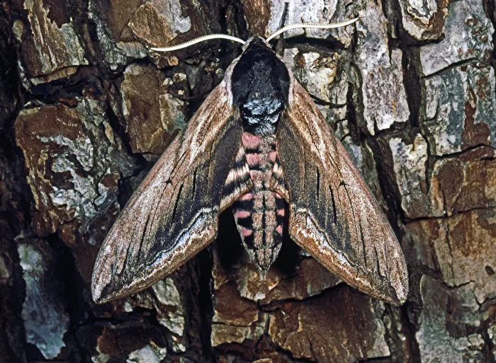Privet Hawk-moth