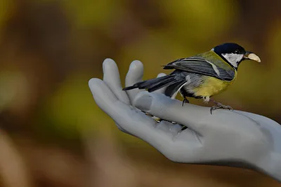Handzahm