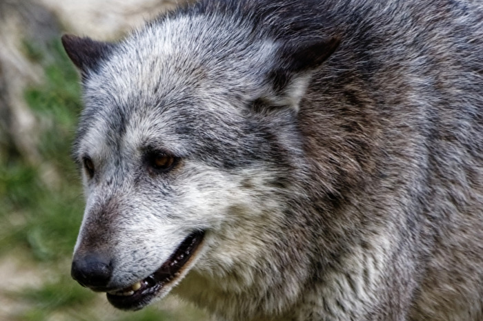 Timberwolf