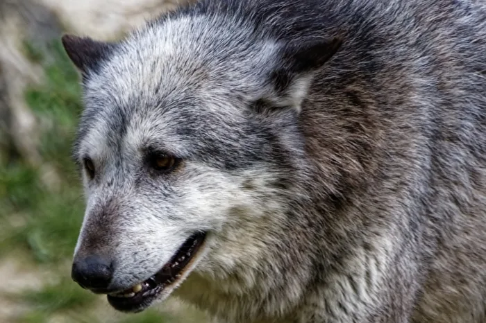 Timberwolf