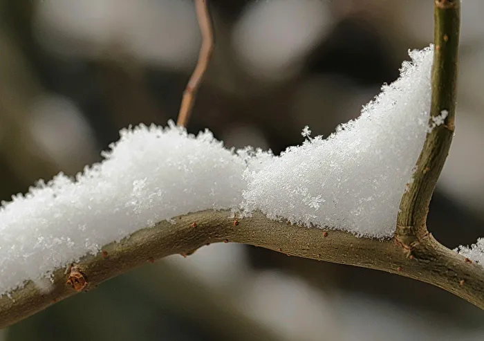 Schnee auf einem Ast