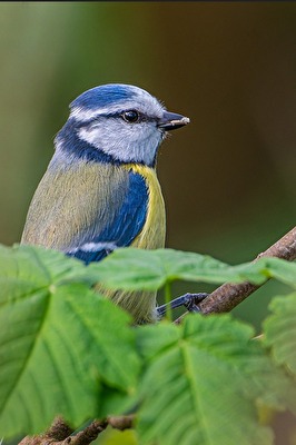 Blaumeise