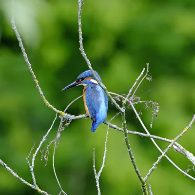 Eisvogel