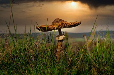 Pilz