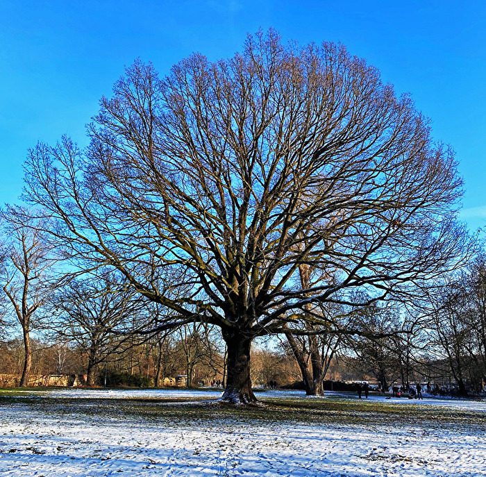 Baum im Winter