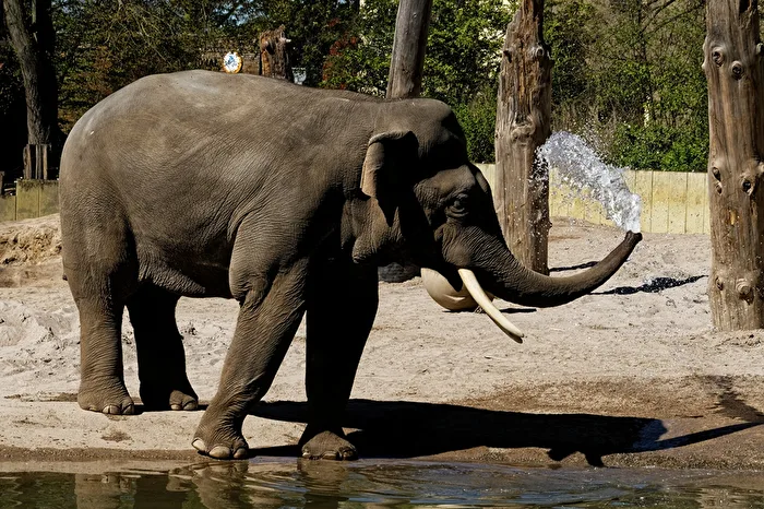 Elefant