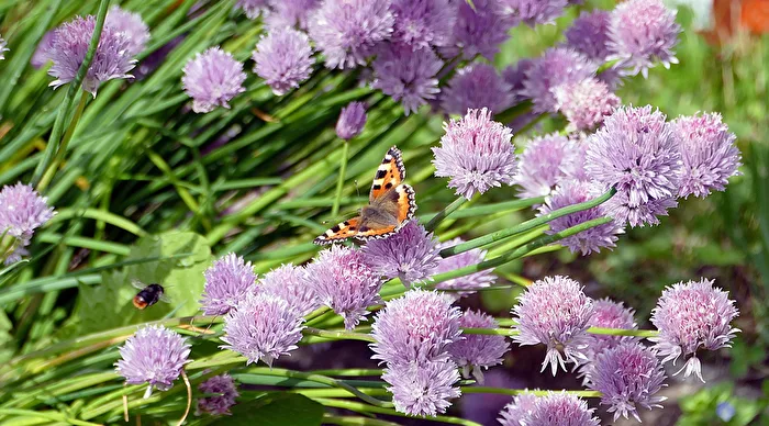 Auf einer Schnittlauchblüte