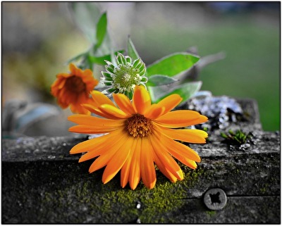 Späte Wildblume