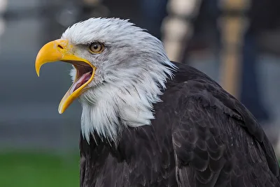Weisskopf- Seeadler