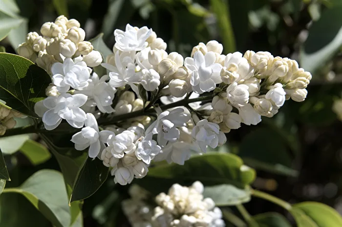 white lilac