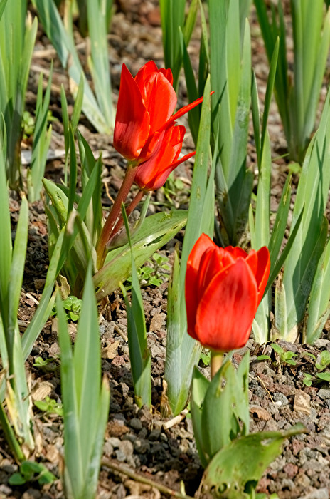 Tulpen