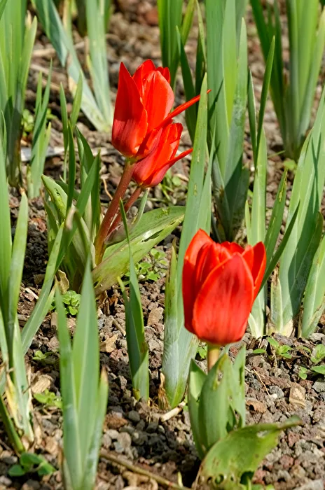 Tulips