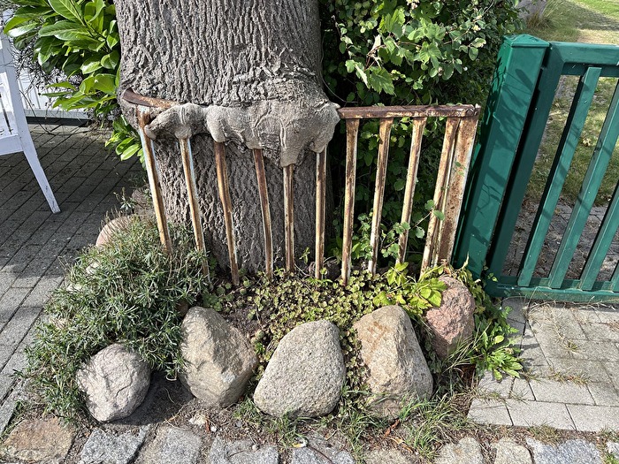 Der Baum gibt den Zaun nicht her...