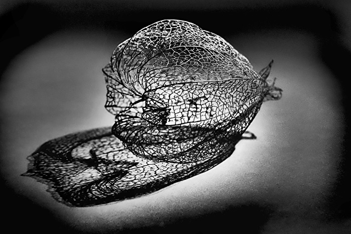 Physalis